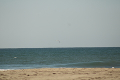 Thalasseus maximus