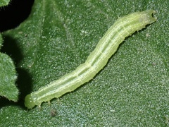 Trichoplusia
