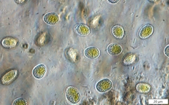 Mesotaenium macrococcum