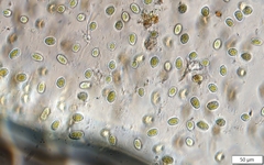 Mesotaenium macrococcum