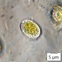 Mesotaenium macrococcum