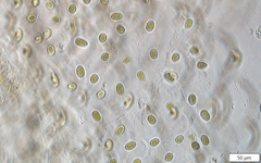 Mesotaenium macrococcum