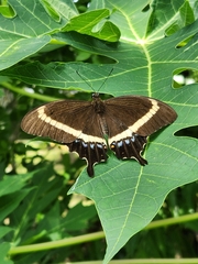 Papilio fuscus