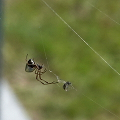 Argyrodes antipodianus