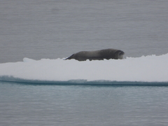 Leptonychotes weddellii