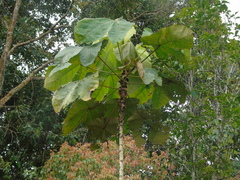 Macaranga gigantea
