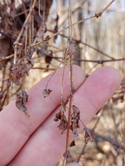 Persicaria perfoliata