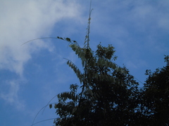Korthalsia robusta