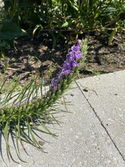 Liatris spicata