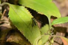 Heteropsilopus ingenuus