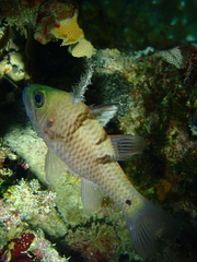 Pristicon trimaculatus