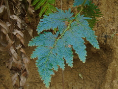 Selaginella willdenowii