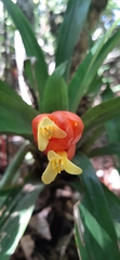 Guzmania nicaraguensis