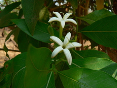 Morinda pubescens