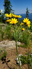 Senecio integerrimus