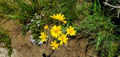 Senecio integerrimus