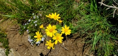 Senecio integerrimus