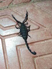 Centruroides limbatus