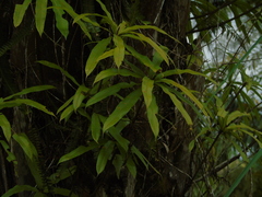 Oleandra neriiformis