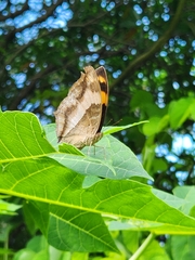 Yoma sabina