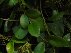 Hoya