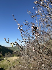 Prunus amygdalus
