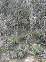 Castilleja foliolosa
