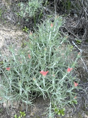 Castilleja foliolosa