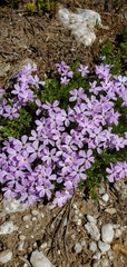Phlox diffusa