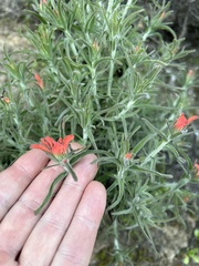 Castilleja foliolosa