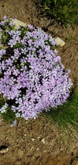 Phlox diffusa