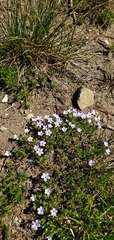 Phlox diffusa