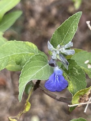 Salvia similis