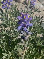 Lupinus austrorientalis