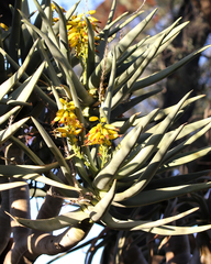 Aloidendron