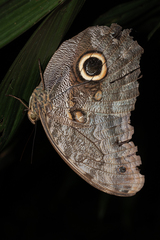 Caligo brasiliensis