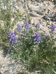 Lupinus austrorientalis