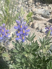 Lupinus austrorientalis