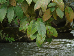 Liquidambar excelsa