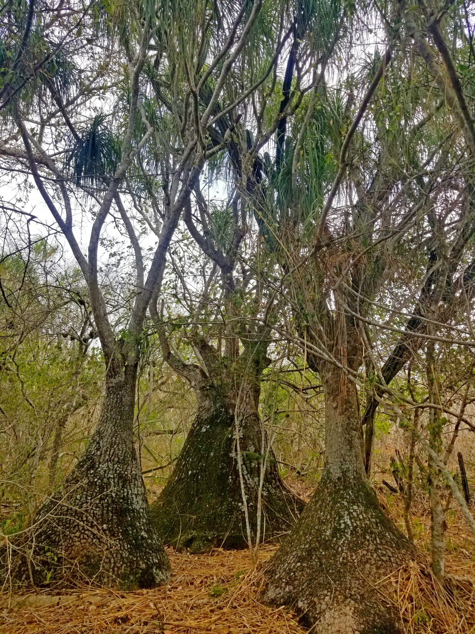 Imagem de Pata-de-elefante