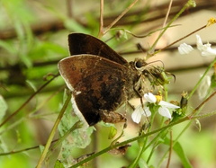 Eudaminae