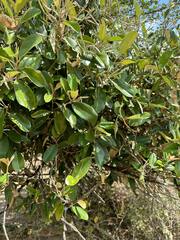 Chrysophyllum oliviforme