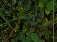 Torenia crustacea