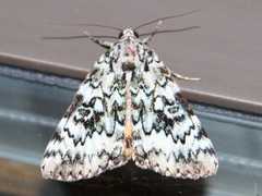 Catocala connubialis