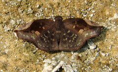 Achlyodini
