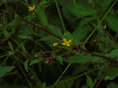 Ludwigia hyssopifolia