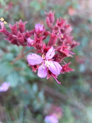 Heterocentron subtriplinervium