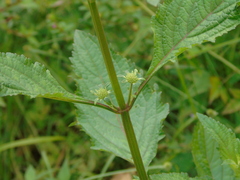 Hyptis capitata