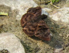 Ebrietas anacreon