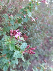 Heterocentron subtriplinervium